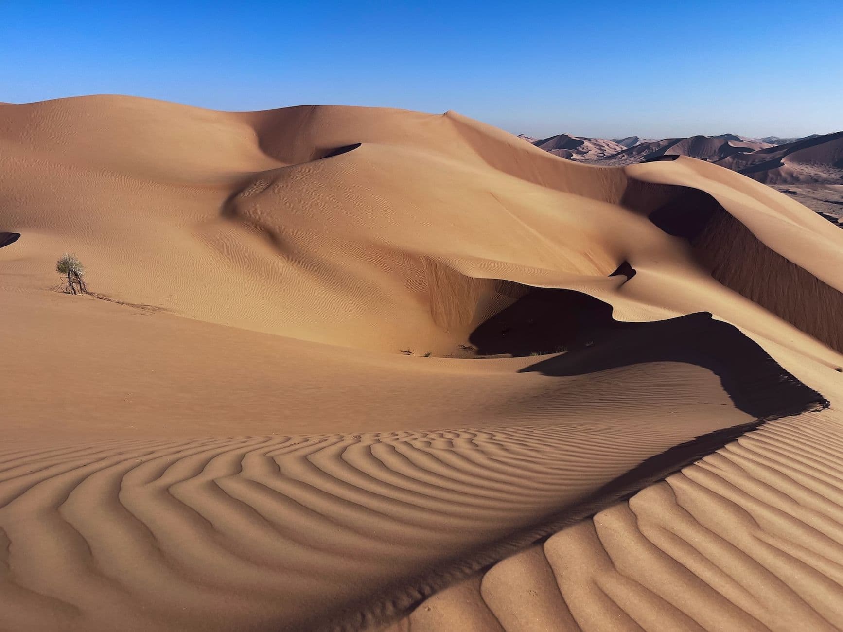 Sculptural dune ridges in the Omani desert